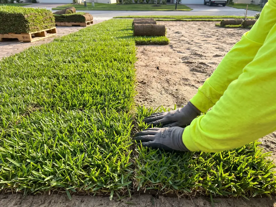 Fresh rolls of St. Augustine sod being laid in neat rows across a prepared yard